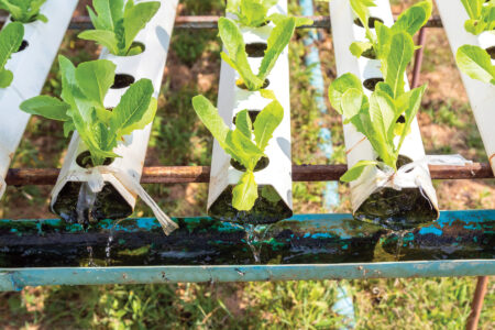 Hydroponic vegetable farm. Hydroponic lettuces in pipe. Farmers